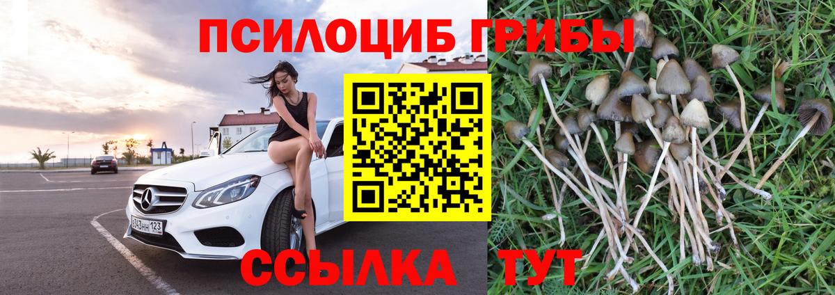 Каспийск  Галлюциногенные грибы Cubensis  Вход с VPN 